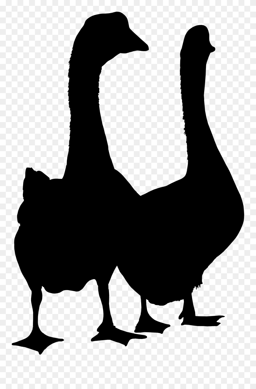 Duck Goose Clip Art Fauna Silhouette - Duck - Png Download