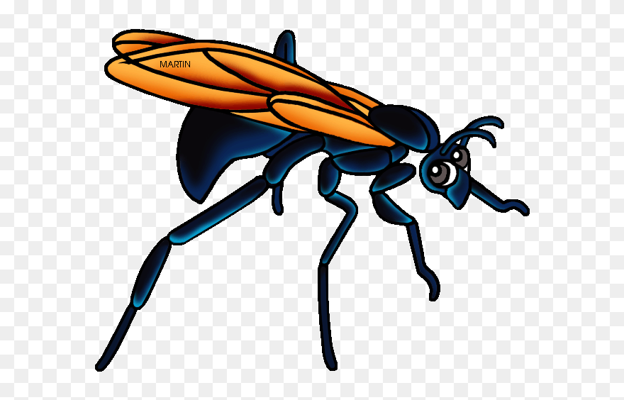 New Mexico State Insect Tarantula Hawk Wasp - Tarantula Hawk Wasp Drawing Clipart