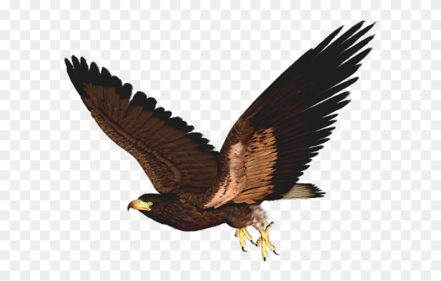 Hawk Huge Freebie - Clipart Hawk - Png Download