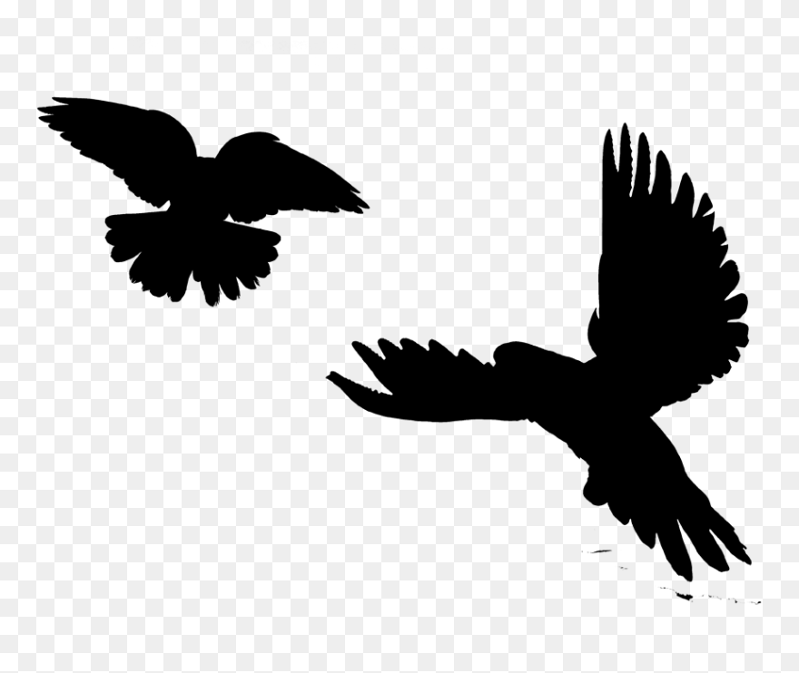 Image Silhouette Eagle Bird Clip Art - Red-tailed Hawk - Png Download