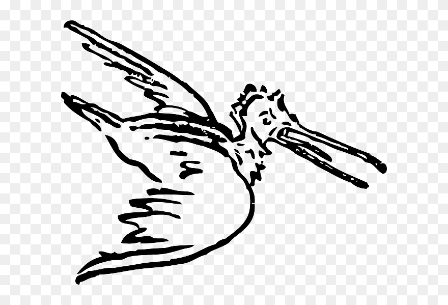 Pelican Button Cygnini Goose Snipe Bird Clipart - Large Cartoon Flying Birds - Png Download