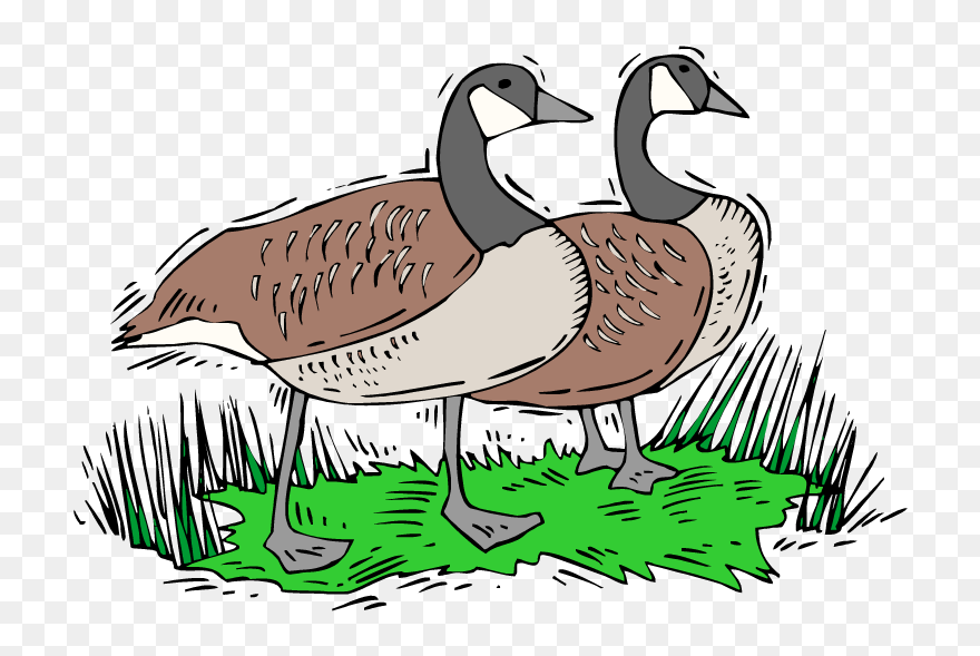 Duck Clipart