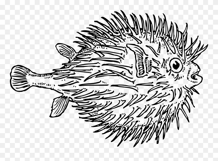 Fish Free Vector Clipart Clip Art Freeuse Download - Realistic Puffer Fish Drawing - Png Download