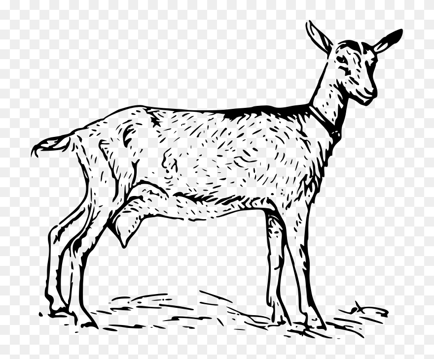 Goat 2 Png Images - Goat Drawing Transparent Clipart