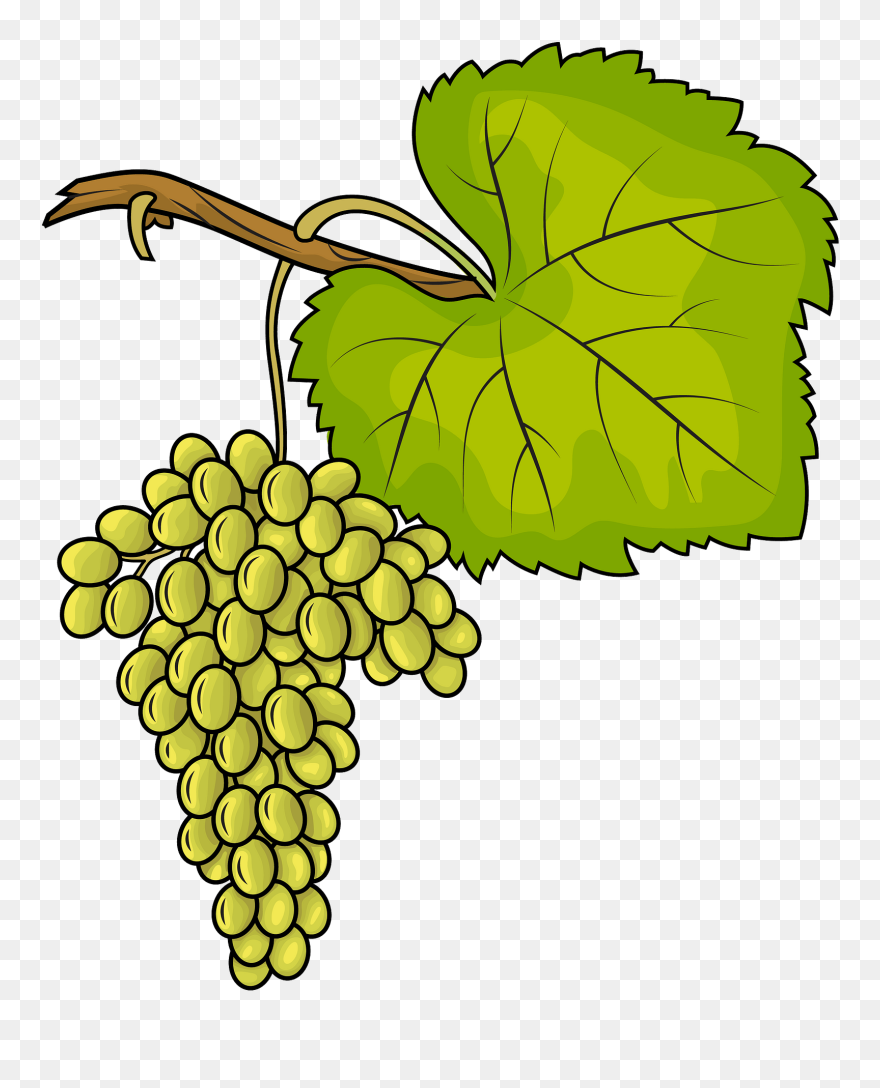 White Grapes Clipart - Trauben Clipart - Png Download