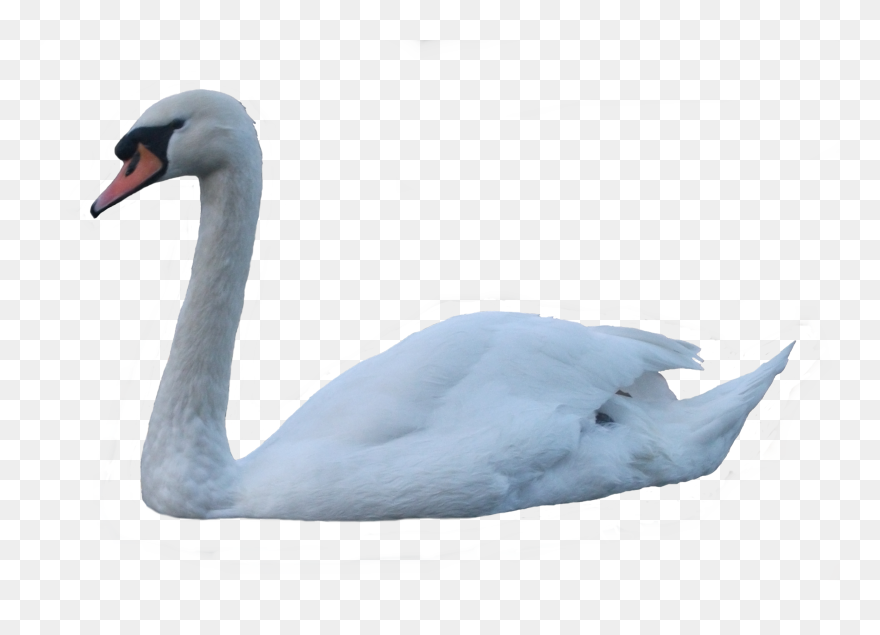 Transparent Swan Clipart - Png Download