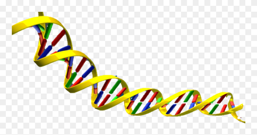 Dna Double Helix Transparent Clipart