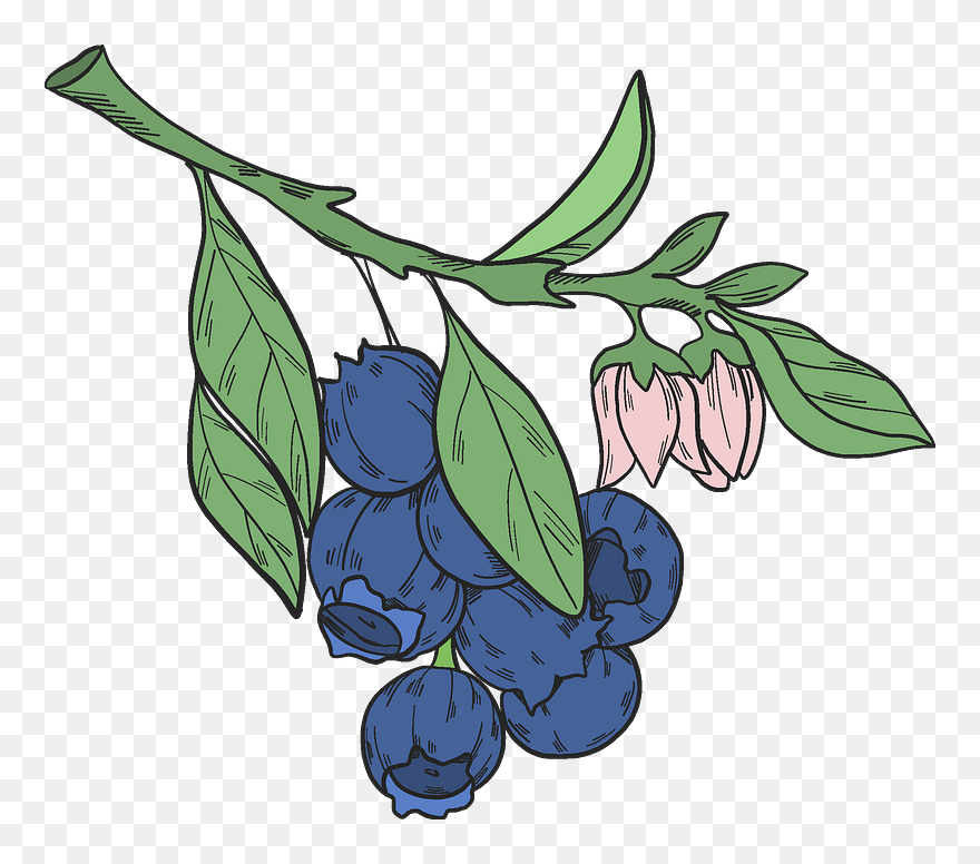 Blueberry Branch Clipart - Png Download