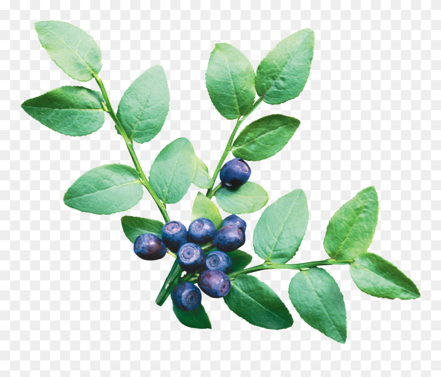 Berries Clipart Blueberry Tree - Blueberry Bush Transparent Background - Png Download