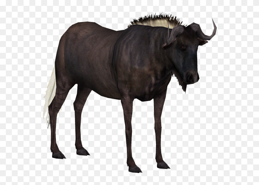 Water Buffalo Clipart Wildebeest - Wildebeest Png Transparent