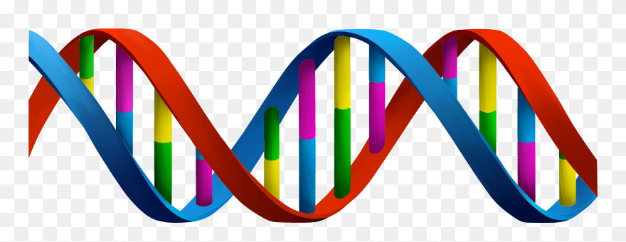 Thyroid Cancer Molecular Markers In A Blood Sample - Dna Strands Transparent Clipart