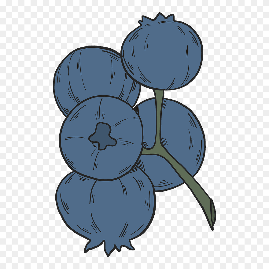 Blueberry Clipart - Illustration - Png Download