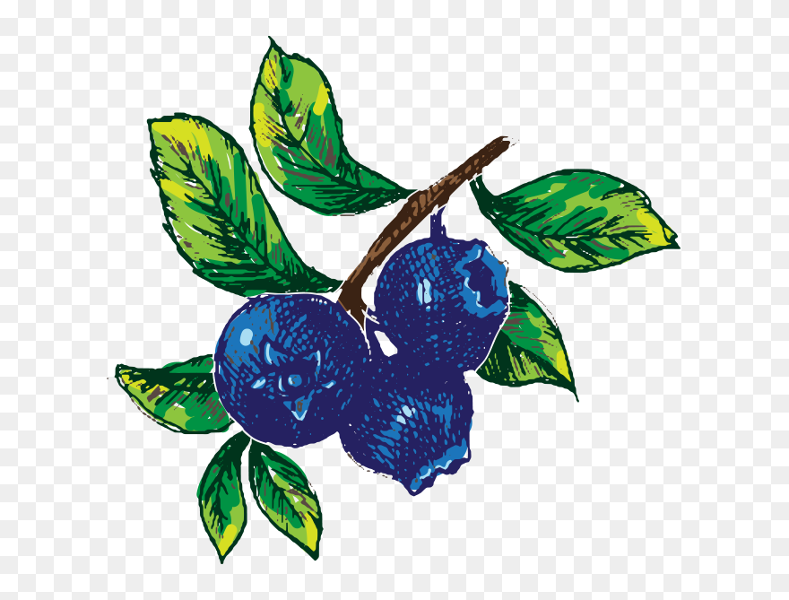 Hand Drawn Blueberry Image - Blueberry Retro Clipart