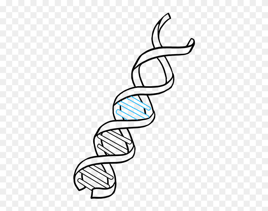 How To Draw Dna - Dna Drawing Easy Clipart