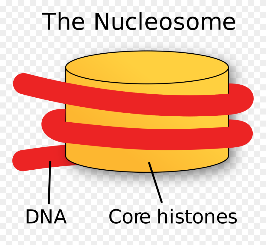 Nucleosome Clipart - Png Download