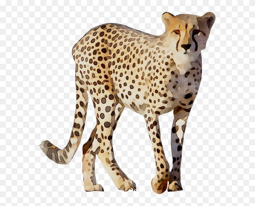 Cheetah Leopard Lion Animal Drawing - Cheetah Png Clipart