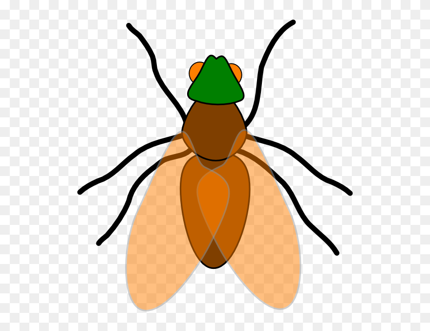 Bugs Flying Cliparts - Fly Insect Clipart - Png Download