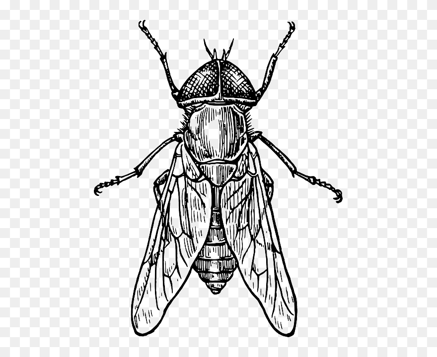 Insect Drawing Clipart