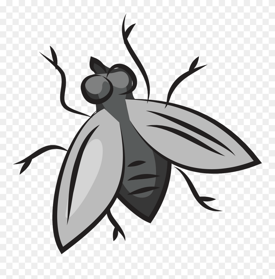 Fliege Clipart - Fly Clipart - Png Download