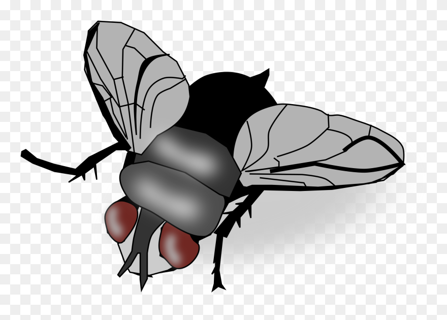 Insect Fly Clip Art - Transparent Fly Clip Art - Png Download