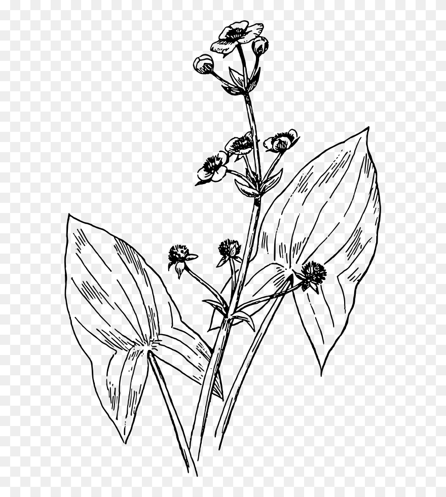 Arrow Head Clipart, Vector Clip Art Online, Royalty - Arrowhead Plant Drawing - Png Download