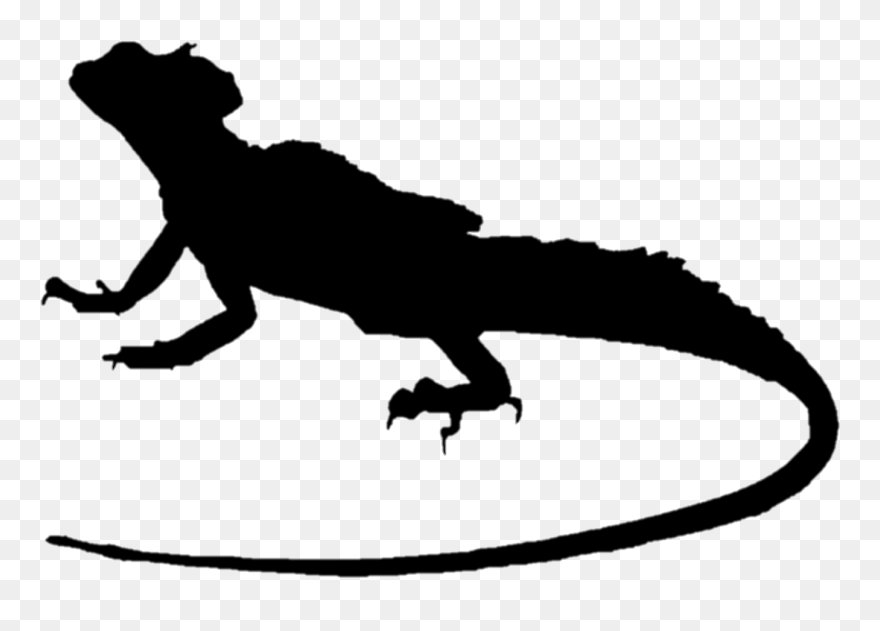 Lizard Plumed Basilisk Common Basilisk Green Iguana - Basilisk Lizard Png Clipart