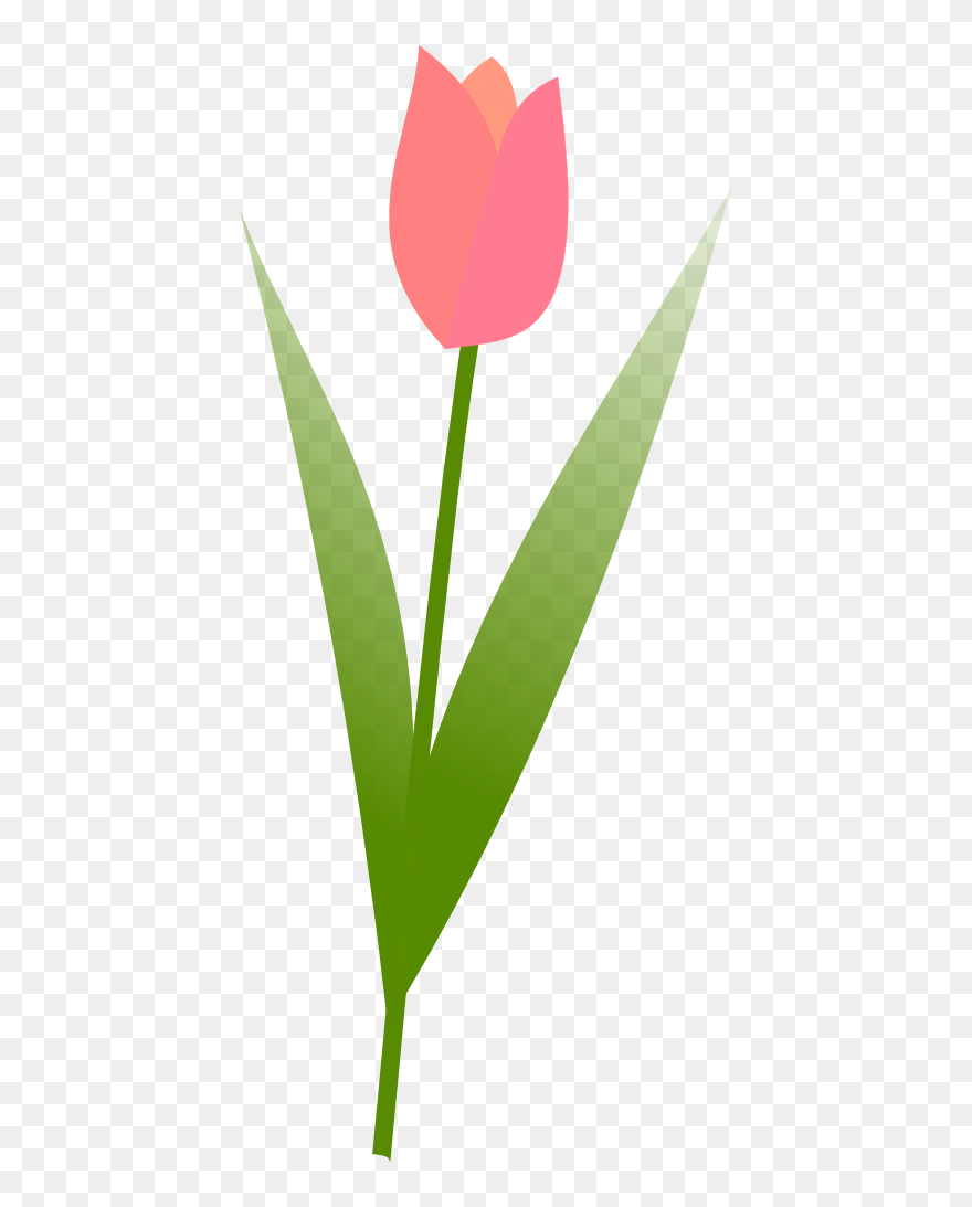Tulip Clipart Simple - Clip Art Tulips No Background - Png Download