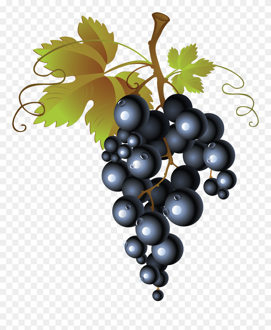 Common Grape Vine Png - Transparent Background Grapes Png Clipart