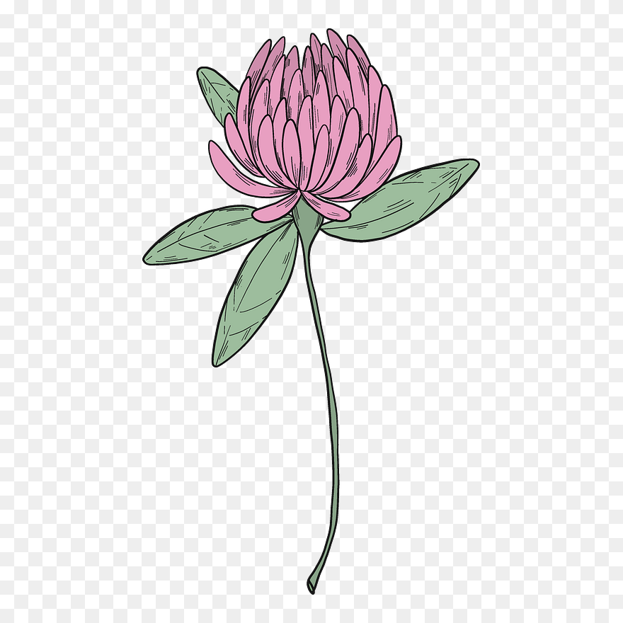 Clover Blossom Clipart - Sacred Lotus - Png Download