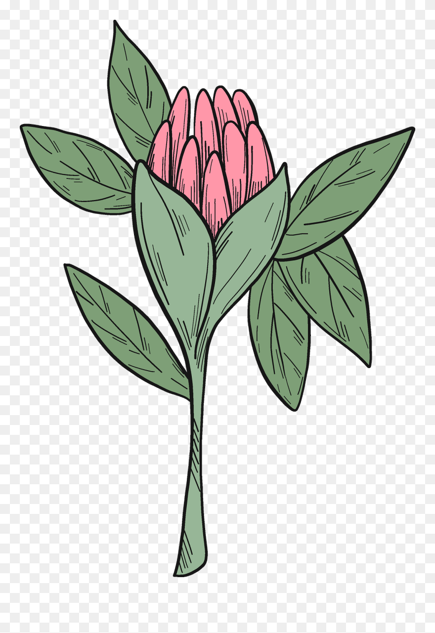 Rosa Glauca Clipart