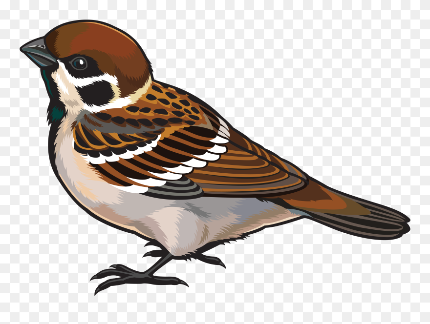 Sparrow Clipart Body - Sparrow Clipart - Png Download