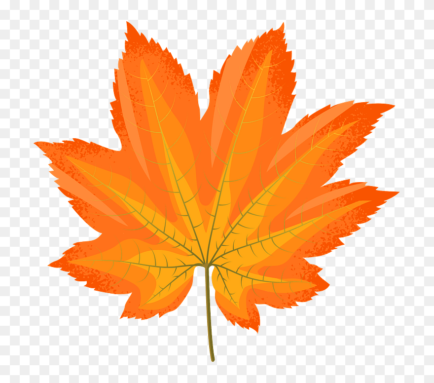 Vine Maple Yellow Leaf Clipart - Maple Leaf Png Clipart Transparent Png