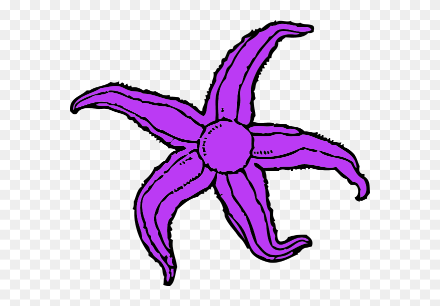 Purple Starfish Clipart - Starfish Clip Art - Png Download