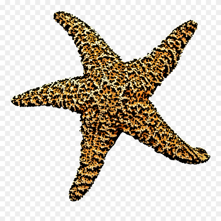 Starfish Png Clipart