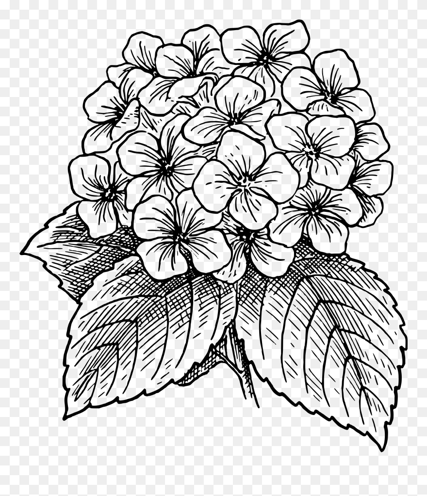 Hydrangea Clipart Victorian - Hydrangea Clipart Black And White - Png Download