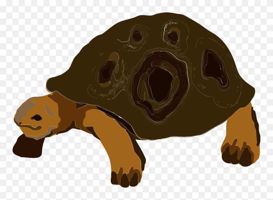 Tortoise Animal Clipart - リクガメ イラスト フリー - Png Download
