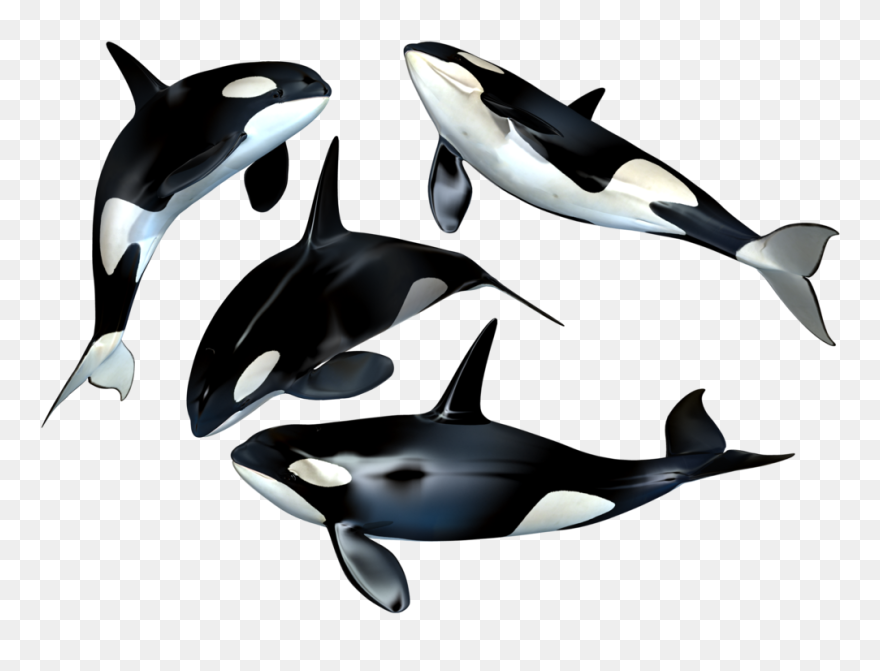 Killer Whale Clip Art - Whales Png Transparent Png