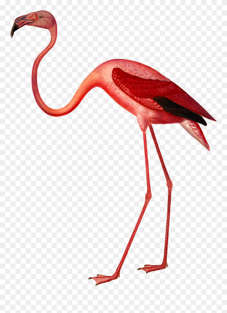 Bird Bird Water Bird Flamingo Clipart - American Flamingo - Png Download