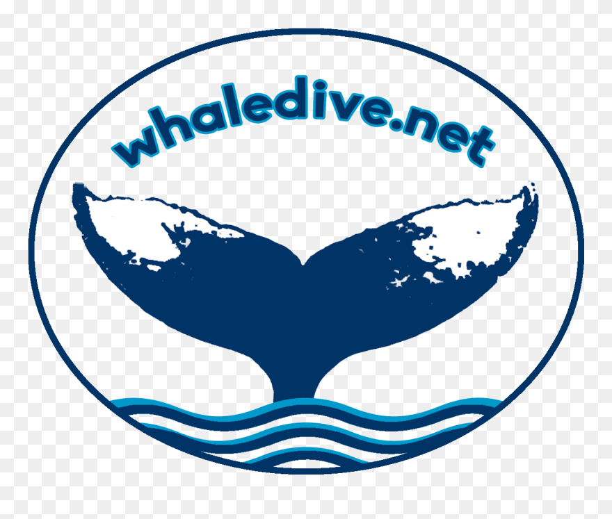 Swim With Humpback Whales Clipart