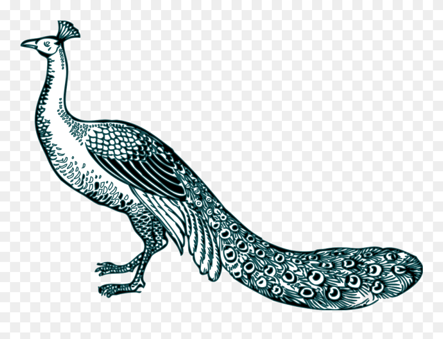 Black And Teal Peacock Svg Clip Arts - Peacock Clip Art - Png Download