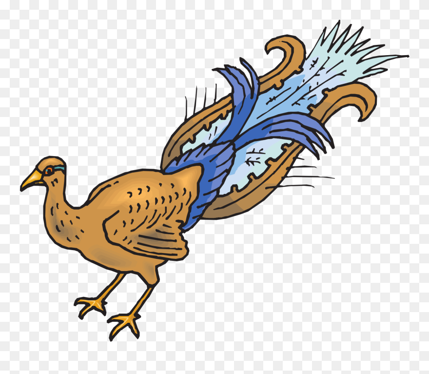 Peafowl Clipart