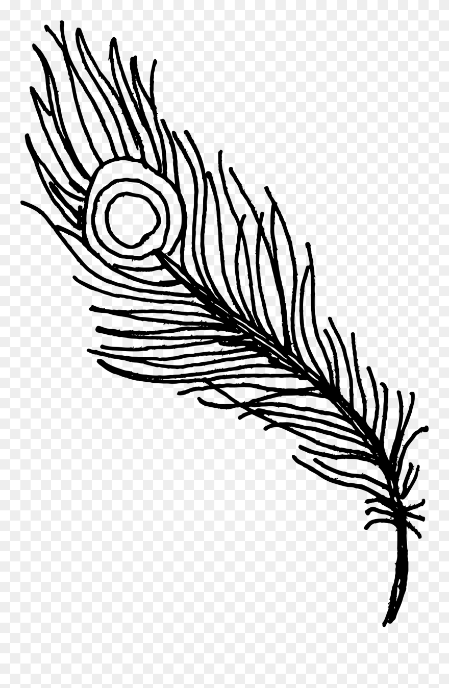 Peacock Feather Drawing Png Clipart , Png Download - Black Peacock Feather Png Transparent Png