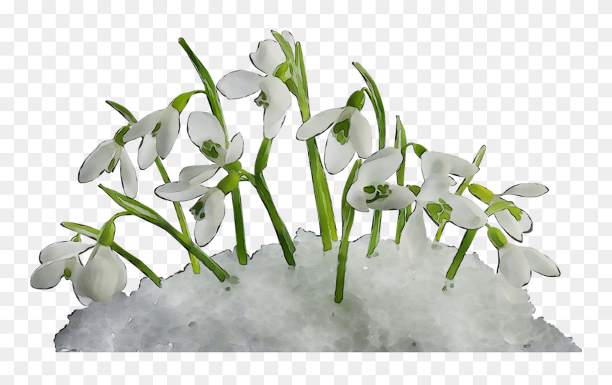 Spring Computer Illustration Snowdrop Icons Free Transparent - Transparent Background Snow Flowers Png Clipart