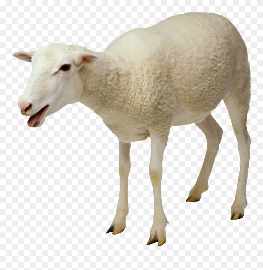Free Sheep Png Transparent Images, Download Free Clip - Sheep Png