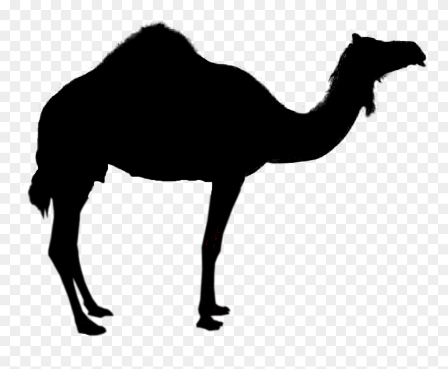 Camel Silhouette Royalty-free Clip Art - Transparent Camel Silhouette - Png Download