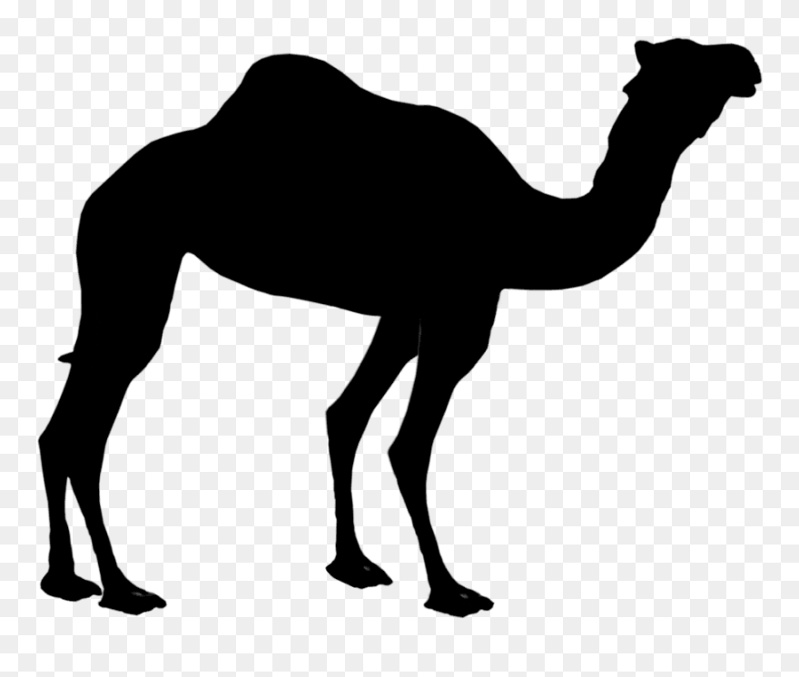 Dromedary Silhouette Clip Art Bactrian Camel Image - Camel Silhouette Png Transparent Png