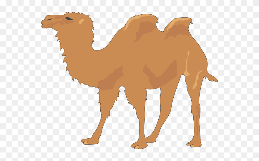 Camel With Two Humps Png Icons - Happy Hump Day Clipart