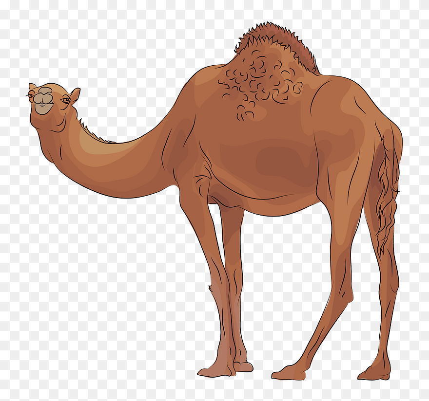 Camel Clipart - Png Download