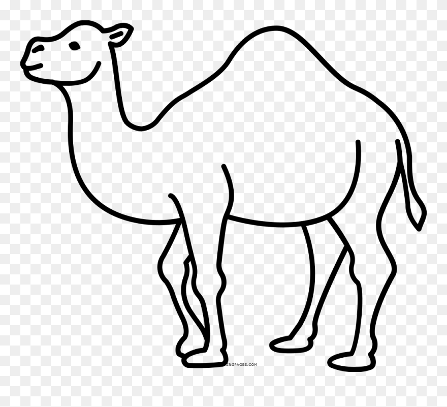 Outline Camel Clipart - Png Download