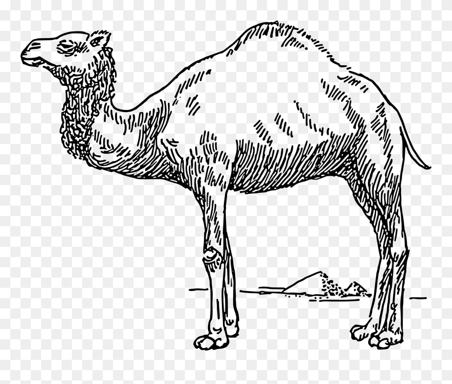 Drawing Camels Hump Transparent Png Clipart Free Download - Dromedary Camel Clip Art